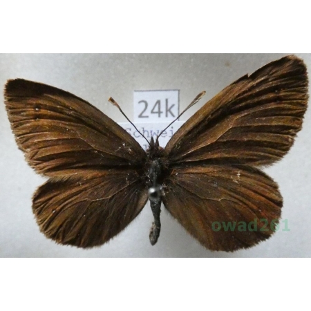 Erebia oeme (Hübner, 1804) Switzerland24k